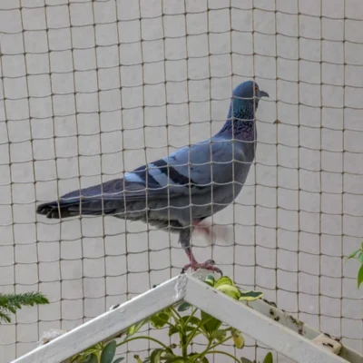 Bird Netting Balcony