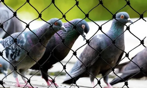 Bird Netting Services